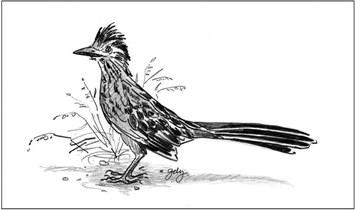 Greater Roadrunner.