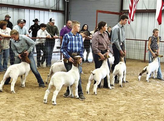 Competitors in the Big Bend Livestock Show present their goats to the judge at last year’s BBLSA show. Avalanche photo