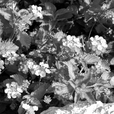 Planting wildflowers depends on flowering season