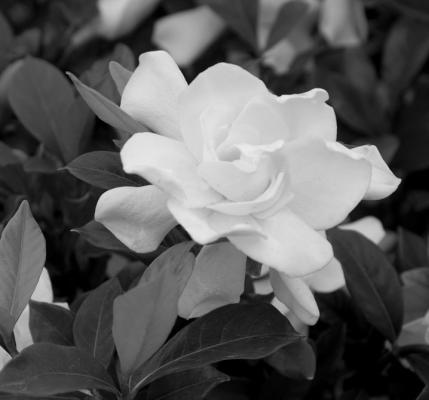 Gardenias tender to extreme freezing