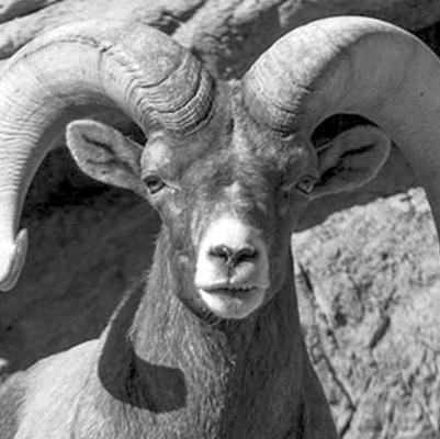 Park to protect bighorn sheep