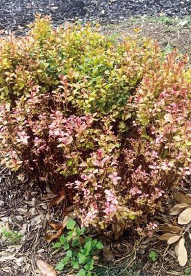 Frozen crape myrtles need high-nitrogen fertilizer for vigorous growth