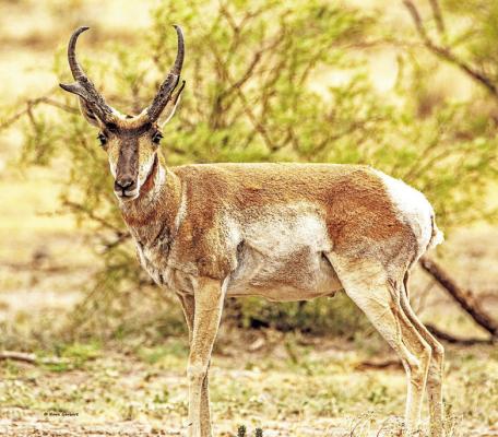 Pronghorn