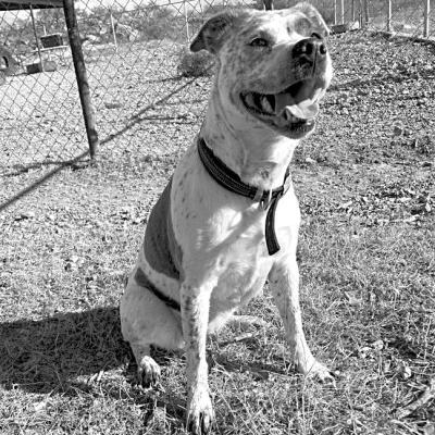 PET OF THE WEEK