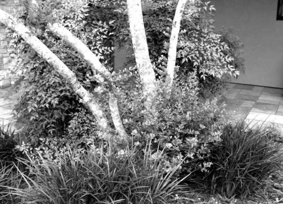 Yaupon regrowing from base.