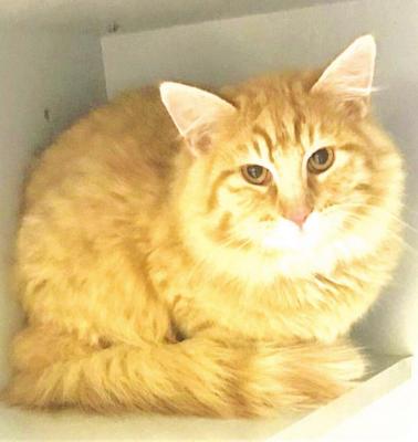 PET OF THE WEEK