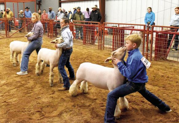 Lamb exhibitors