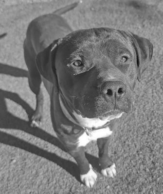 PET OF THE WEEK