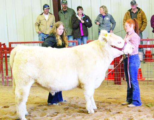Grand Champion steer