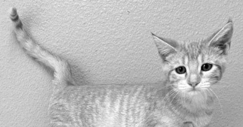 PET OF THE WEEK