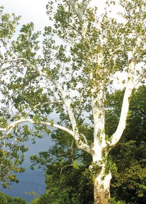 Bark shedding is natural in many tree species