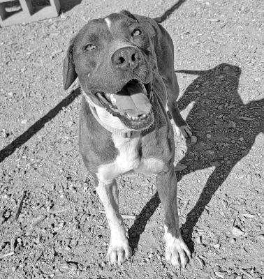 PET OF THE WEEK