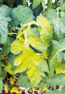 Spider mites: A gardener’s nemesis