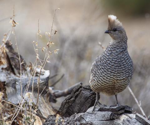 Scaled quail. Photo courtesy of Bryan Calk