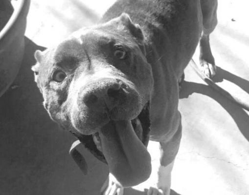 PET OF THE WEEK