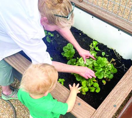 Marathon Public Library Director Dara Cavness and her helper plant strawberries in the library’s garden. Photo courtesy of Marathon Public Library