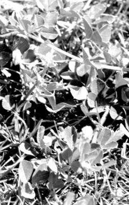 Burr clover can be eliminated with preemergent weedkillers.