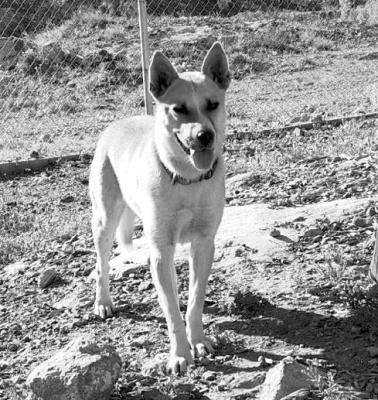 PET OF THE WEEK