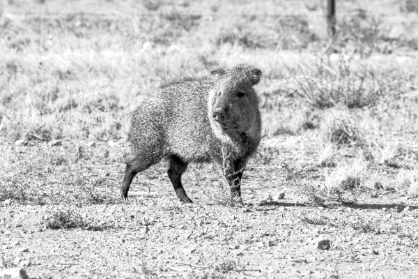 Javelina are commonly found in Big Bend. Avalanche photo by Kara Gerbert
