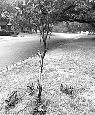 Deer damage too much for magnolia tree survival