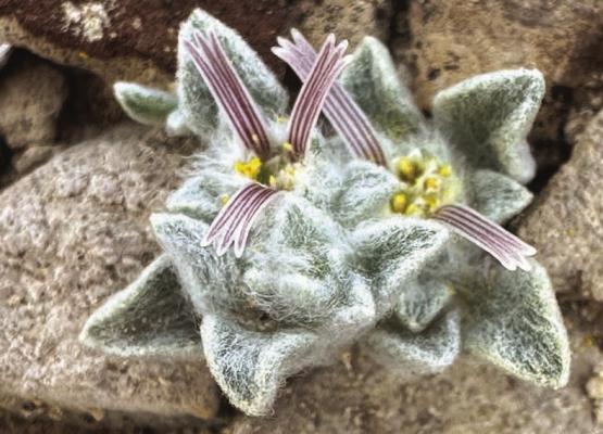 Ovicula biradiata or “Wooly Devil”. Photo courtesy of D. Manly, NPS