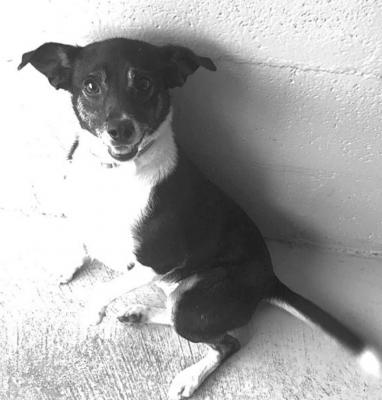 PET OF THE WEEK