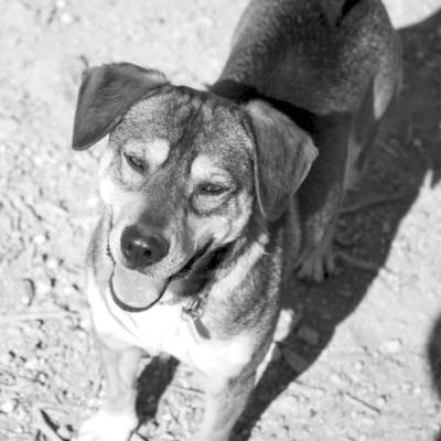 PET OF THE WEEK