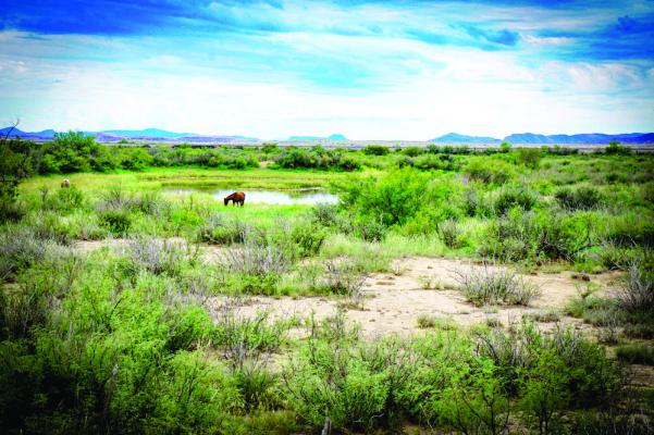 West Texas green
