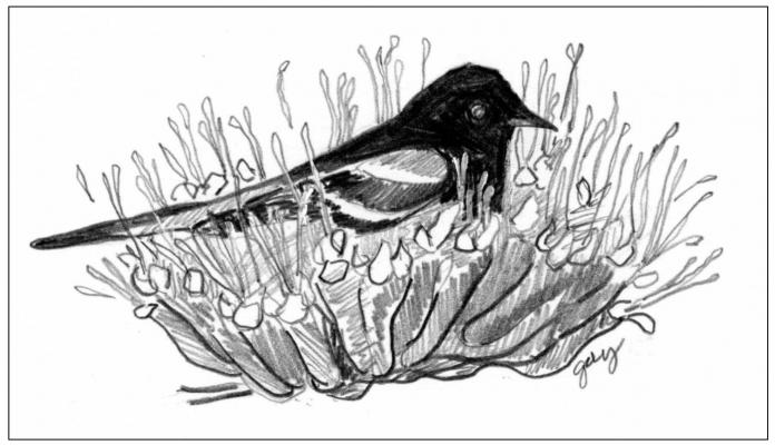 Scott’s Oriole. Illustration by Gail Diane Yovanovich