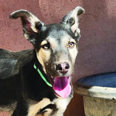 PET OF THE WEEK