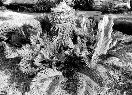 Sago palm coming up from base.