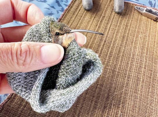 Hummingbirds, like this one at the 2025 Fort Davis Hummingbird Festival, receive leg bands that help identify the birds for scientific and conservation research. The bands help provide data on migration patterns, survival rates, life spans, and other crucial information for the survival of the species. Courtesy photo