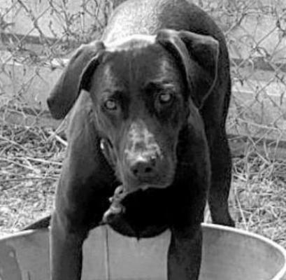PET OF THE WEEK