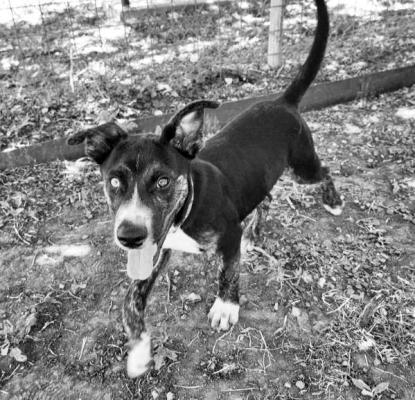 PET OF THE WEEK