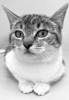 PET OF THE WEEK