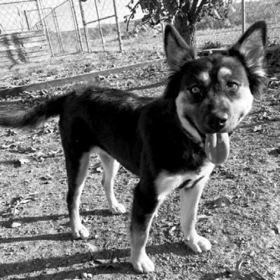 PET OF THE WEEK