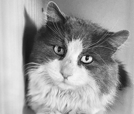 PET OF THE WEEK