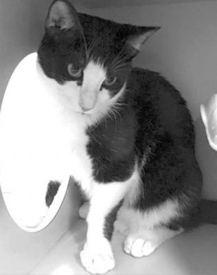 PET OF THE WEEK