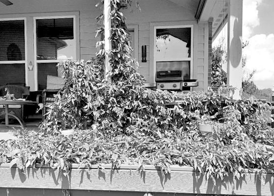 How to control unwanted vine.