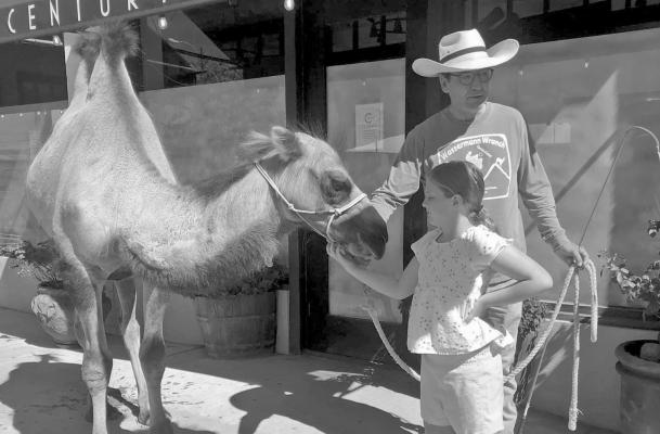 “Carl” the camel, owned by Scott and Heidi Wasserman was on hand in downtown Alpine this past Saturday to celebrate World Camel Day at Wasserman’s. Carl is a two-year-old Bactrian camel and is part of the Wasserman Wranch’s menagerie of animals. Photo by credit