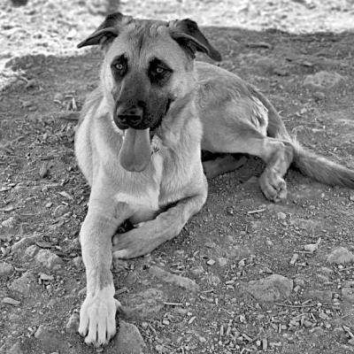 PET OF THE WEEK