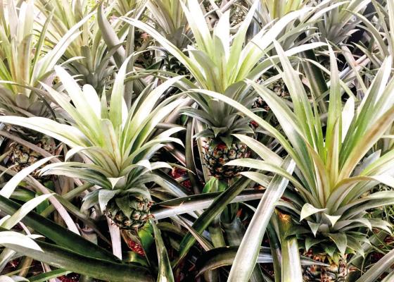 How to grow your own pineapples