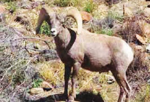 Desert bighorn sheep. Courtesy photo