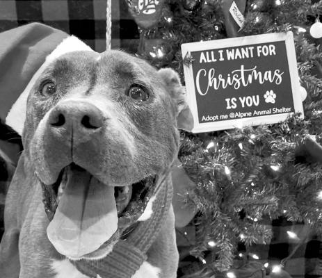 PET OF THE WEEK