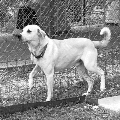 PET OF THE WEEK