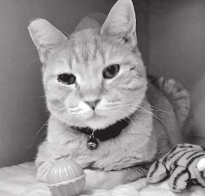 Pet of the Week