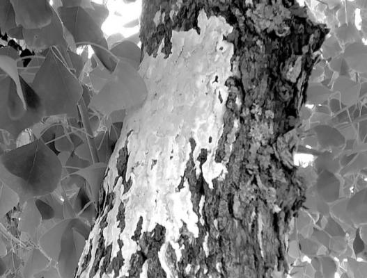 Tallow tree with mold.