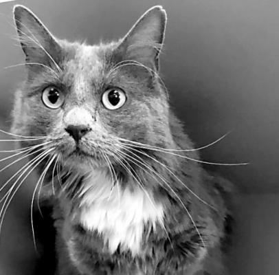 PET OF THE WEEK