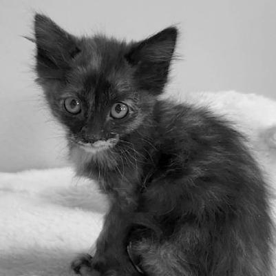 PET OF THE WEEK