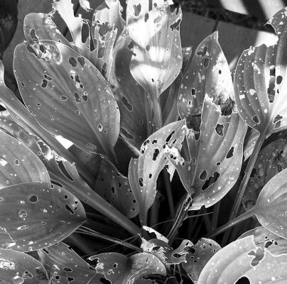 Hostas are a snail’s favorite food